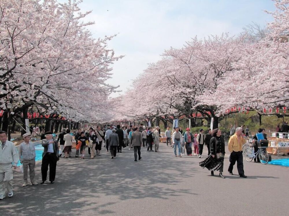 Loạt địa điểm ngắm hoa anh đào không thể đẹp hơn ở Nhật - Ảnh 5