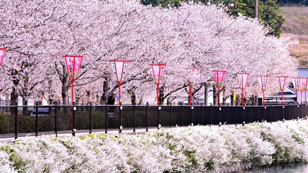 Loạt địa điểm ngắm hoa anh đào không thể đẹp hơn ở Nhật - Ảnh 6