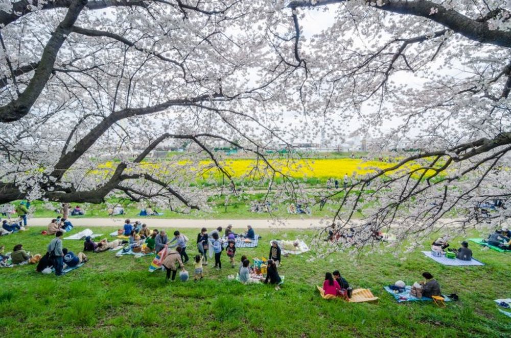 Loạt địa điểm ngắm hoa anh đào không thể đẹp hơn ở Nhật - Ảnh 7