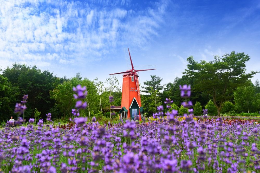Du lịch Hàn Quốc Nhật Bản khám phá những cánh đồng và lễ hội hoa oải hương
