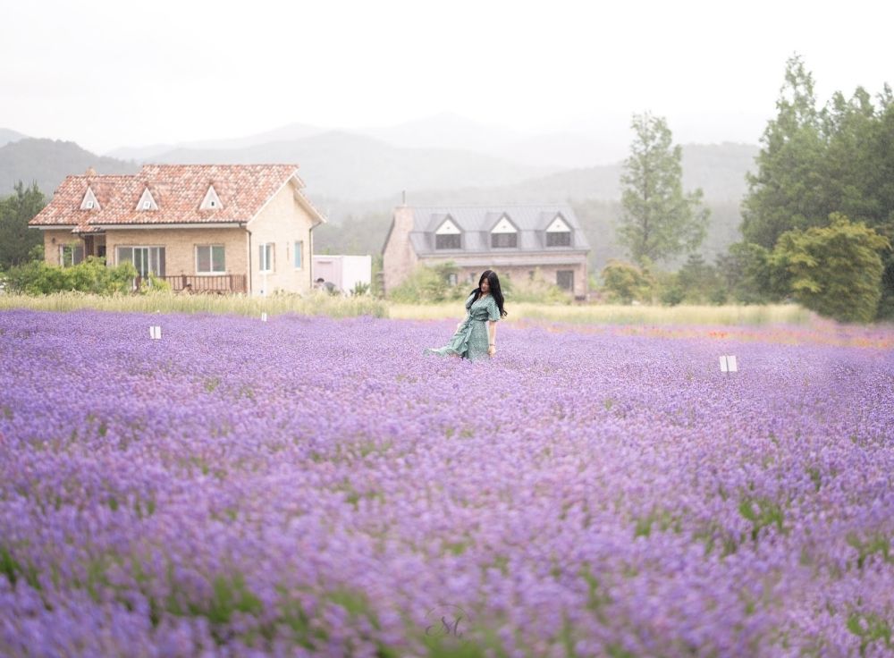 Du lịch Hàn Quốc Nhật Bản khám phá những cánh đồng và lễ hội hoa oải hương 2