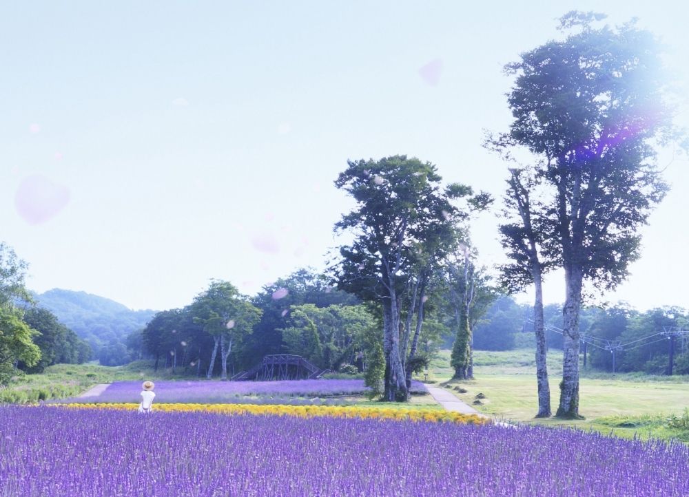Những cánh đồng và lễ hội hoa oải hương ở Nhật Bản