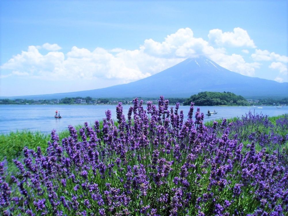 Những cánh đồng và lễ hội hoa oải hương ở Nhật Bản 2