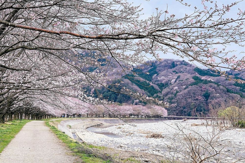 Những điều cần nhớ cho người sắp du lịch Nhật Bản ảnh 1