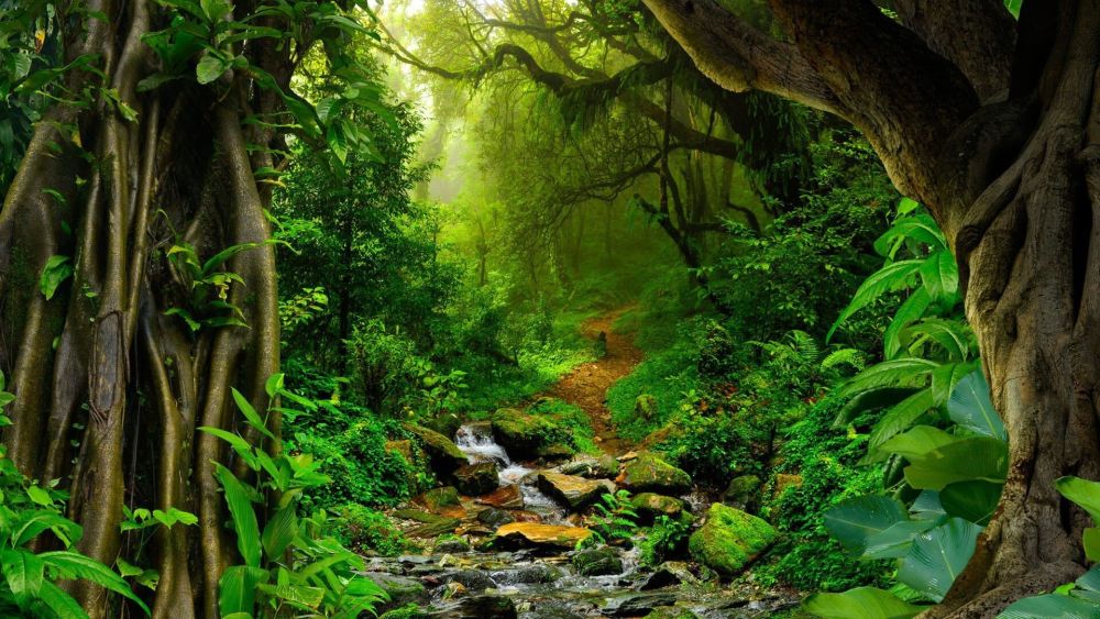 Những sự thật thú vị về Brazil ít người biết 10