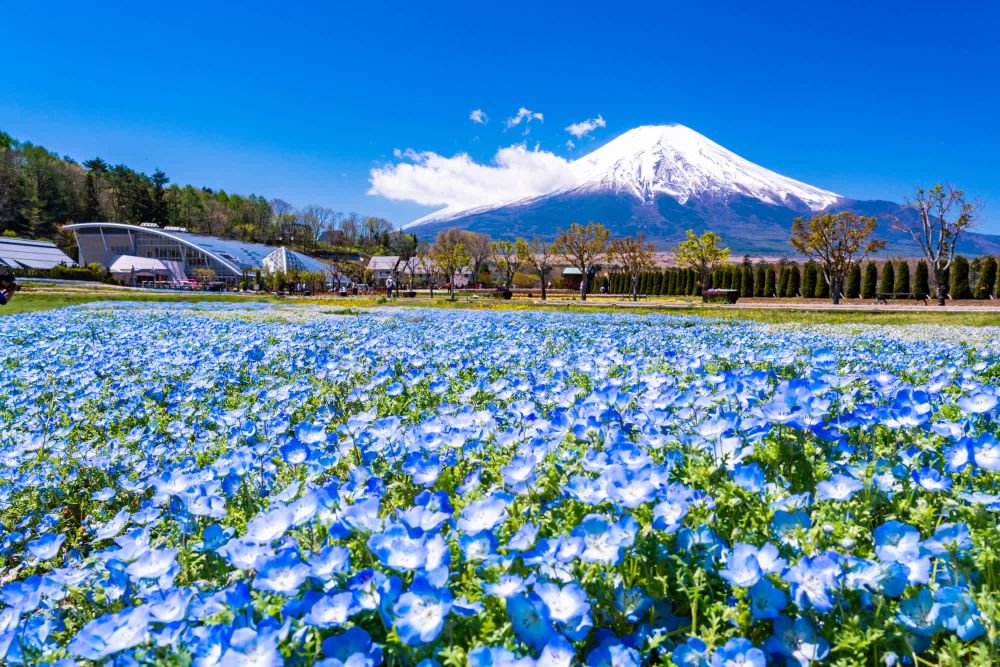 Trải nghiệm đặc sắc quanh núi Phú Sĩ - Ảnh 15