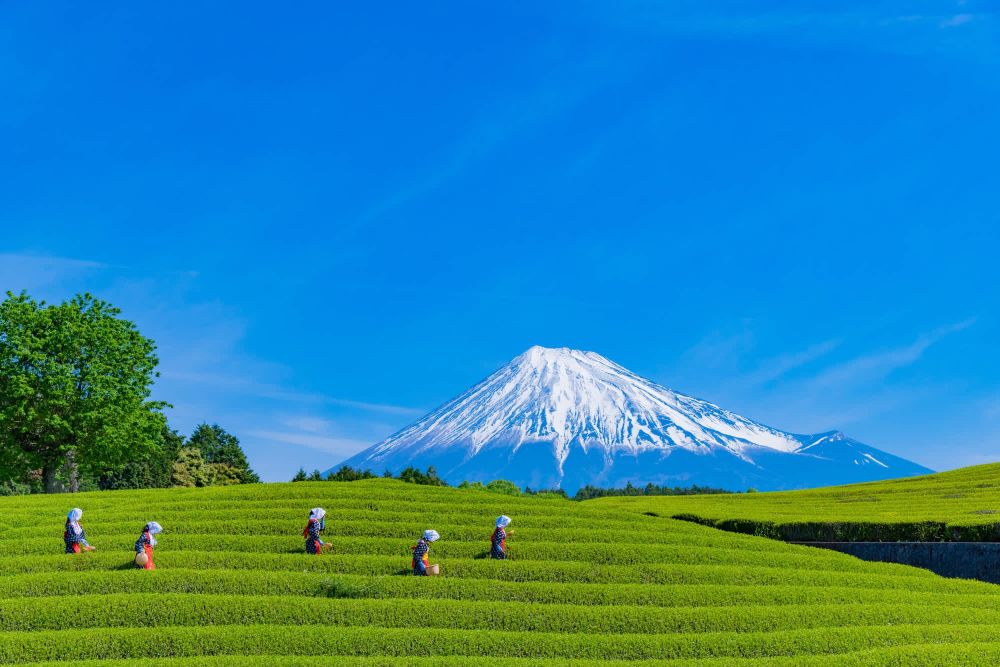 Trải nghiệm đặc sắc quanh núi Phú Sĩ - Ảnh 16