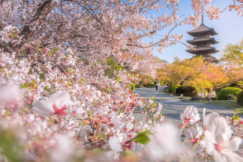 Tour Nhật Bản: Nagoya - Shirakawago - Tokyo Mùa Anh Đào