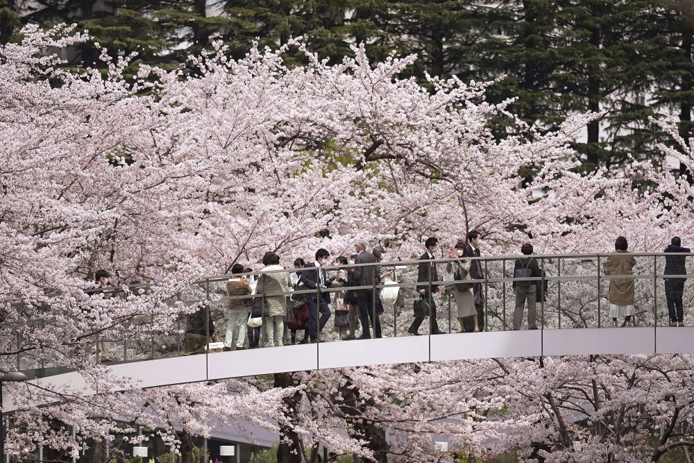 Dự báo thời điểm ngắm hoa anh đào đẹp nhất ở Nhật Bản 2024 - Ảnh 1