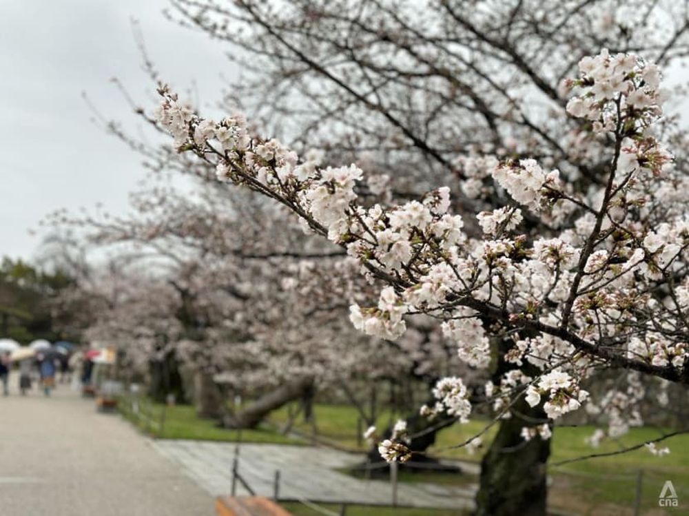 Dự báo thời điểm ngắm hoa anh đào đẹp nhất ở Nhật Bản 2024 - Ảnh 3