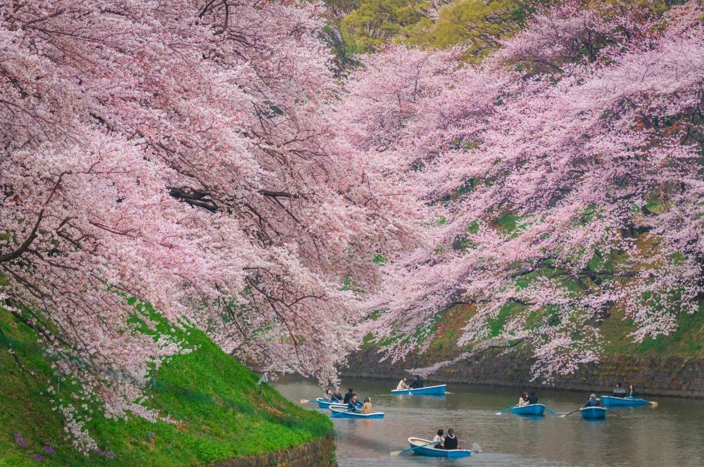 Dự báo thời điểm ngắm hoa anh đào đẹp nhất ở Nhật Bản 2024 - Ảnh 4