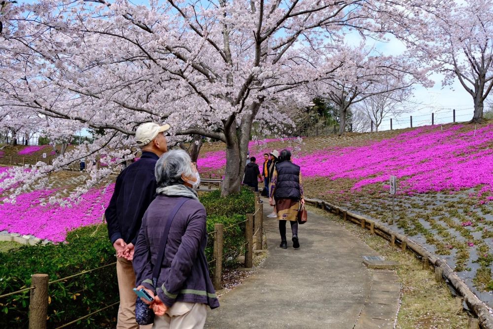 Thời điểm vàng để du khách ngắm hoa anh đào sớm nở Nhật Bản - Ảnh 1