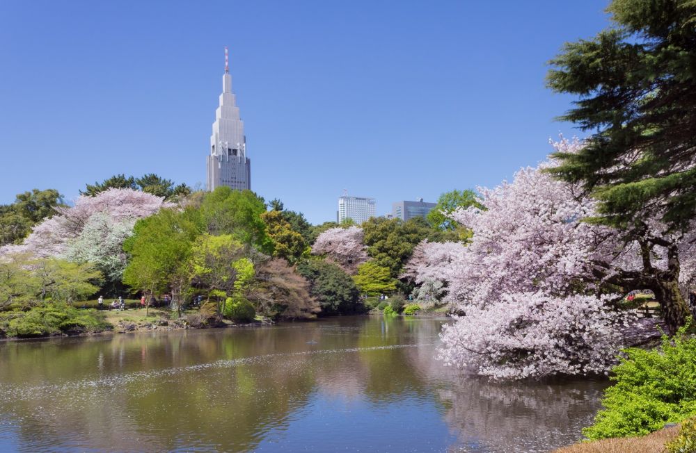 Top những điểm ngắm hoa anh đào đẹp ở Nhật 5