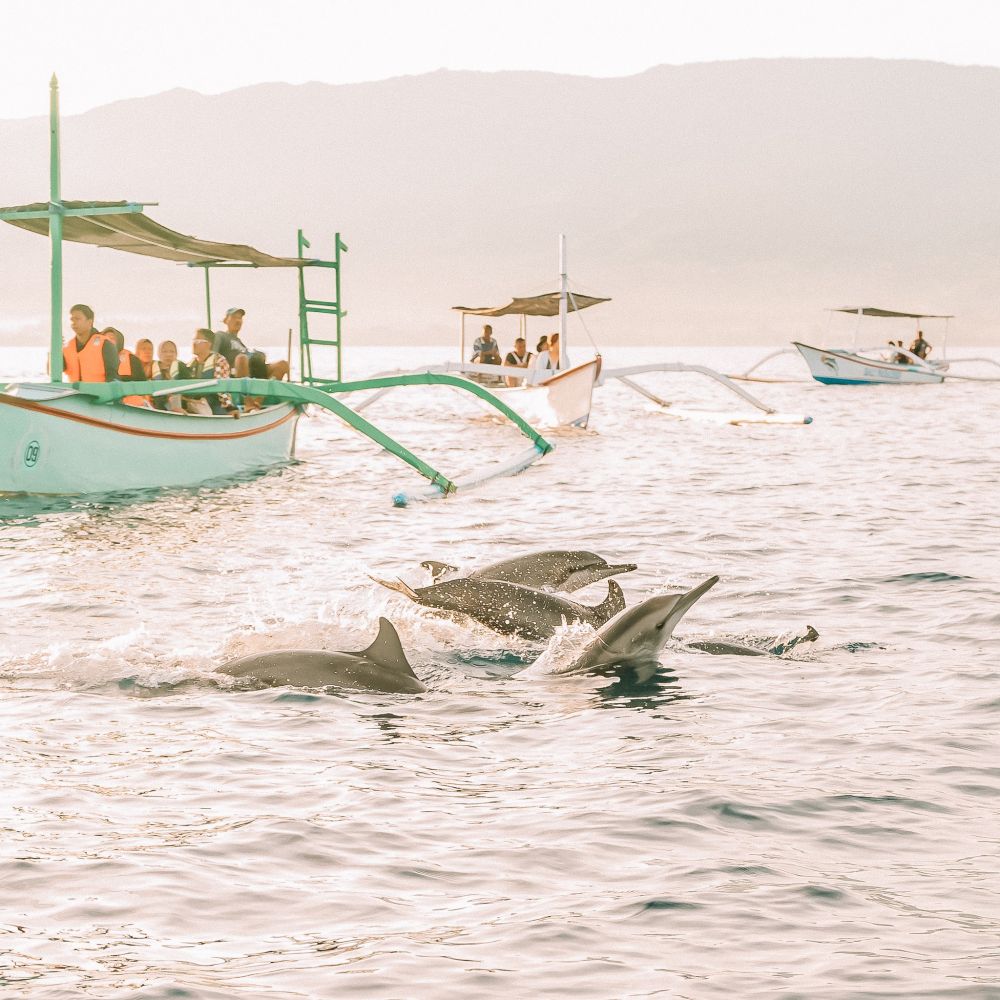 Tour Bali Nghỉ lễ cao cấp - Ngắm cá heo tại Lovina Beach - Ảnh 1