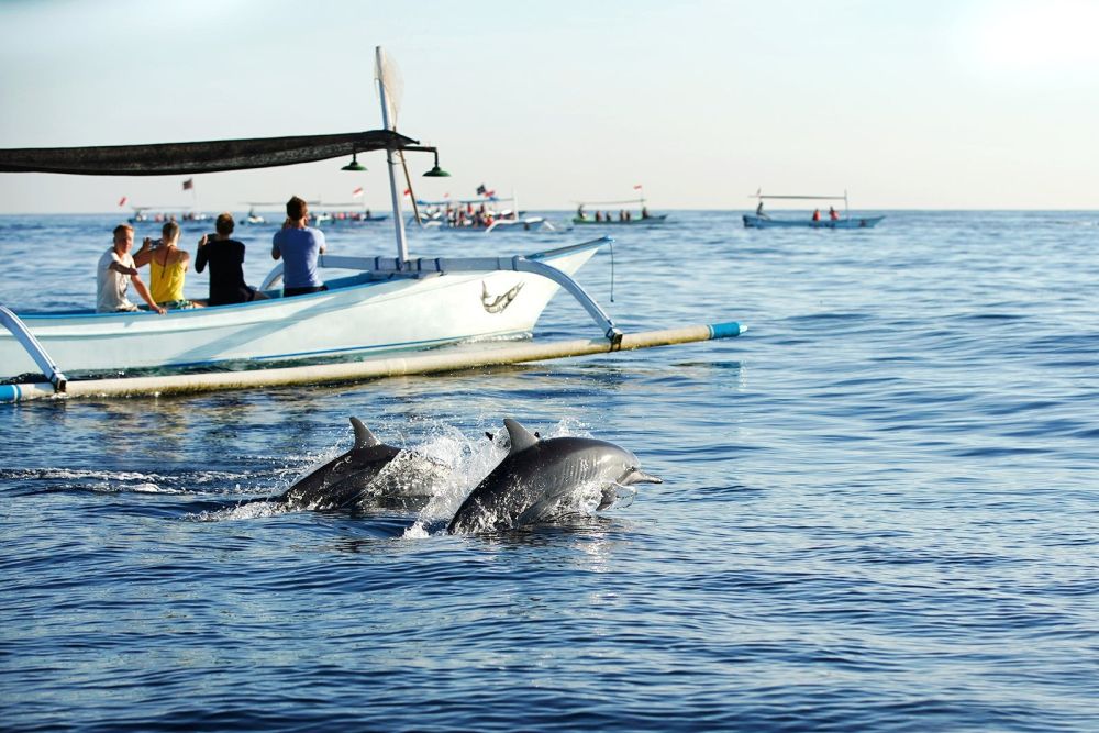 Tour Bali Nghỉ lễ cao cấp - Ngắm cá heo tại Lovina Beach - Ảnh 5