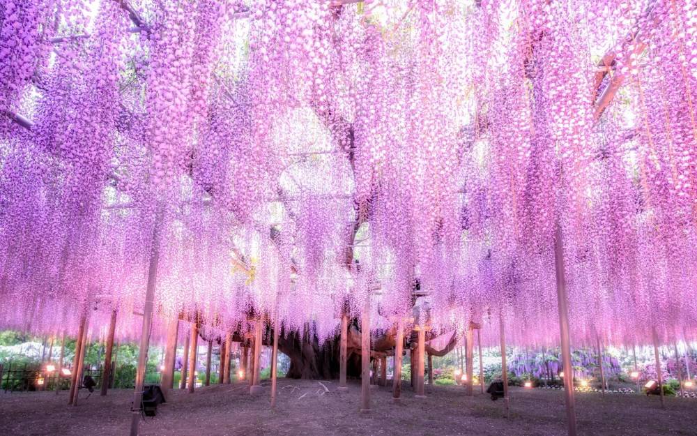 CHUYẾN DU HÀNH CỦA GIÁC QUAN TOKYO – FUJI MOUTAIN – TOKYO