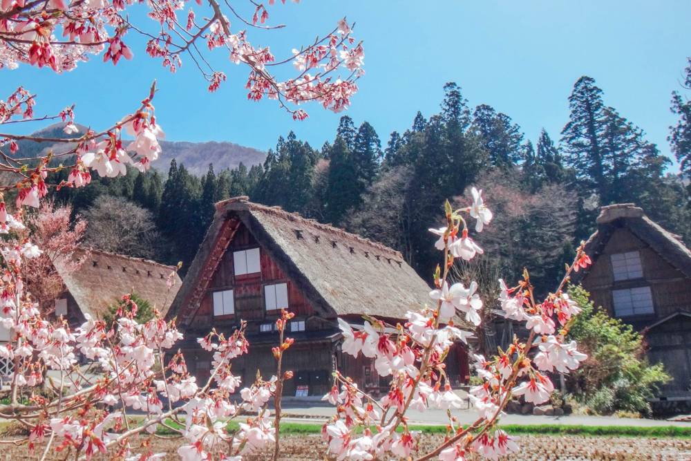 Tour Nhật Bản: Cung Đường Vàng & Tiên Cảnh Kamikochi
