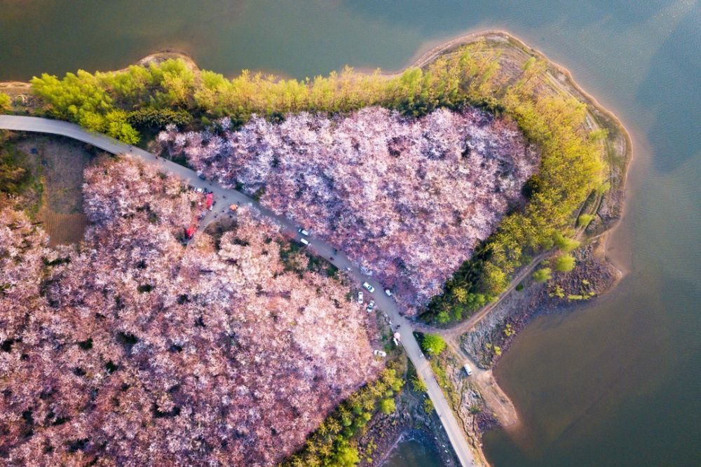 Tour Trung Quốc: Say Đắm Sắc Hoa Anh Đào Quý Châu