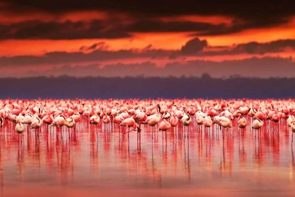 Tinh Hoa Safari Châu Phi: Đại Di Cư Kỳ Vĩ Ethiopia – Kenya – Tanzania (Bay thẳng)