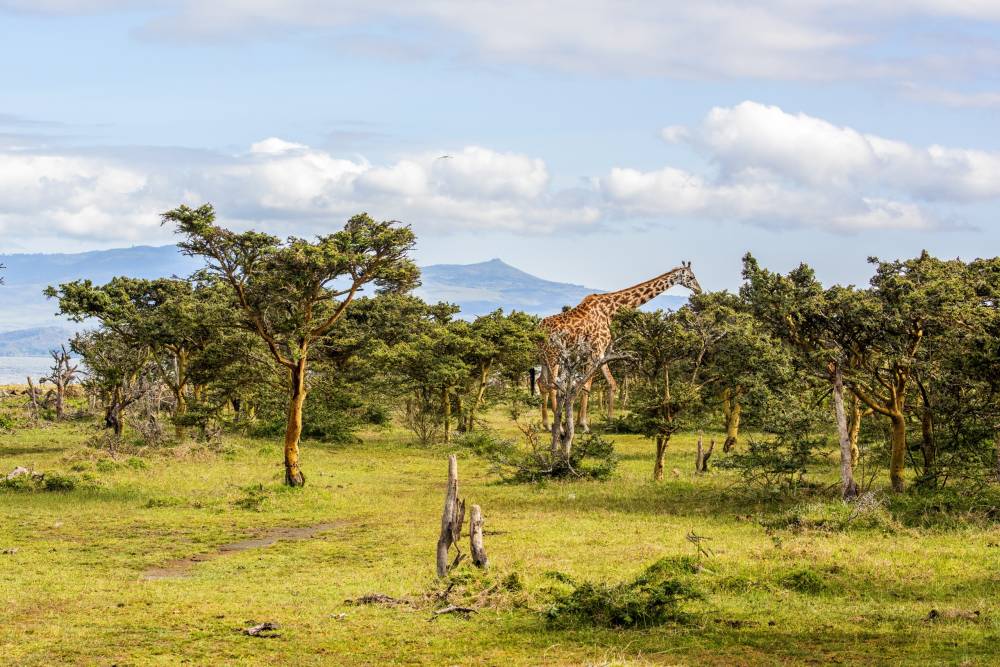 Tinh Hoa Safari Châu Phi: Đại Di Cư Kỳ Vĩ Ethiopia – Kenya – Tanzania (Bay thẳng)