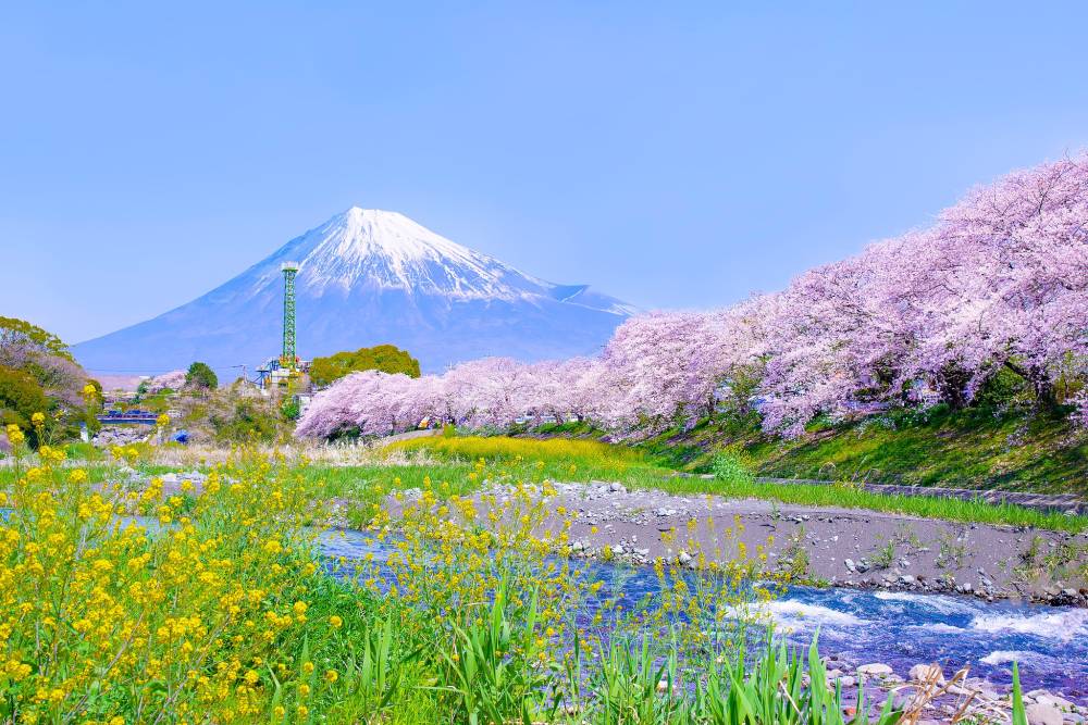 Tour Nhật Bản: Nagoya - Shirakawago - Tokyo Mùa Anh Đào