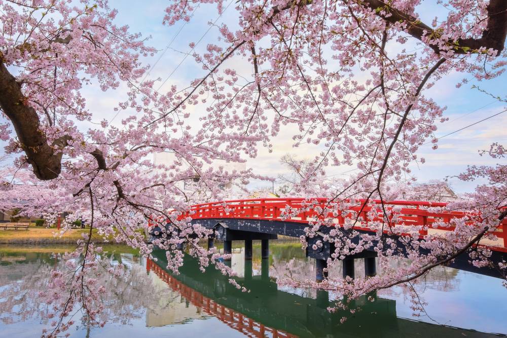 Tour Nhật Bản: Nagoya - Shirakawago - Tokyo Mùa Anh Đào