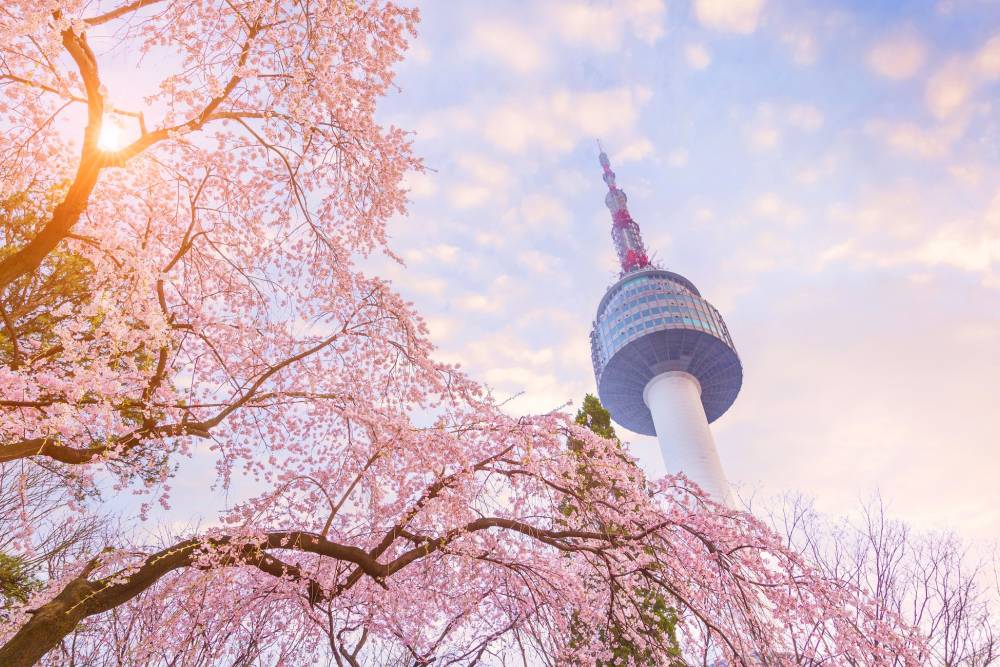 Tour Hàn Quốc: Busan - Seoul Mùa Hoa Anh Đào