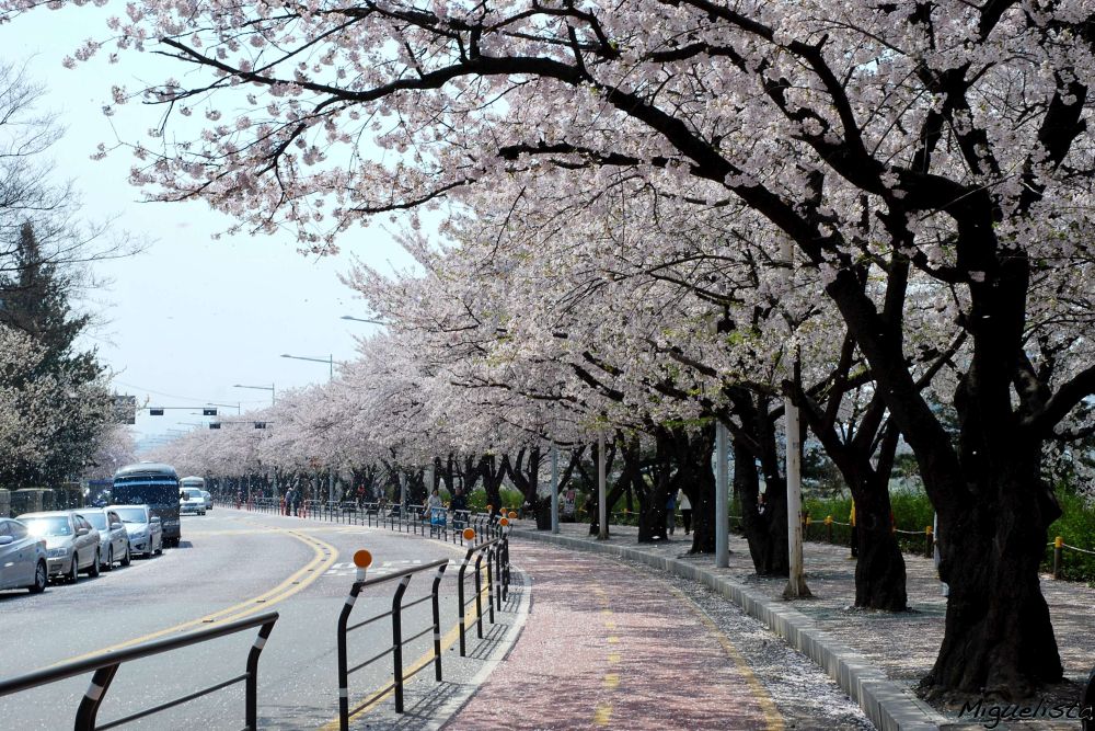 Tour Hàn Quốc: Seoul - Nami - Lotte World