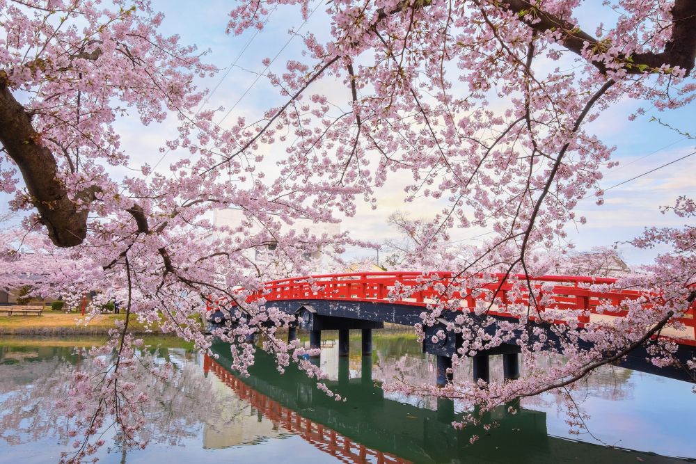 Tour Nhật Bản: Ngắm Hoa Anh Đào Trên Cung Đường Mùa Xuân