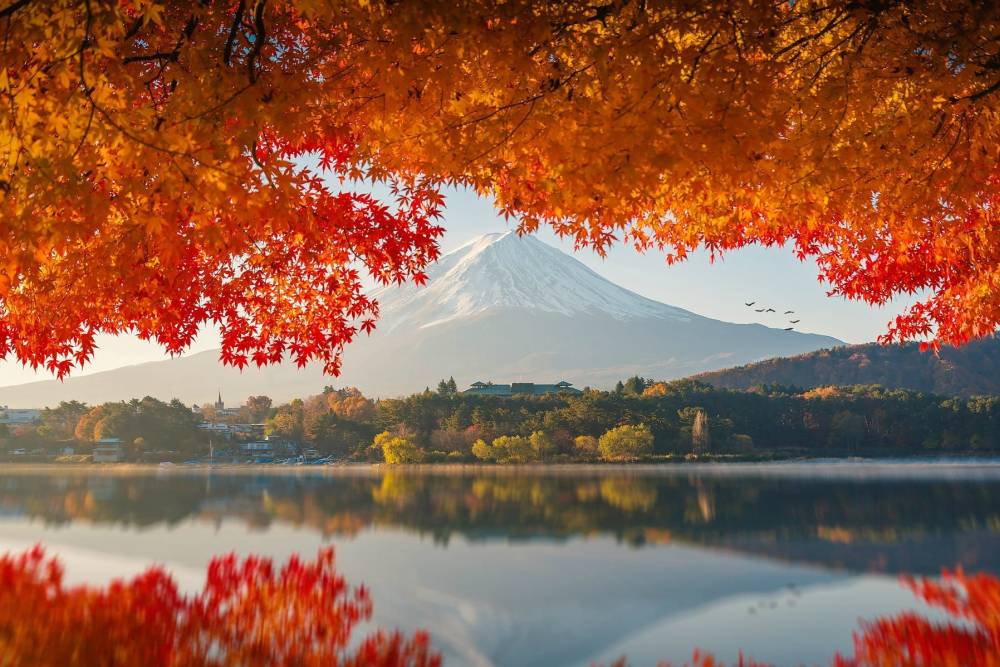 Tour Nhật Bản 2026 Cao Cấp Osaka - Kyoto Mùa Hoa Anh Đào