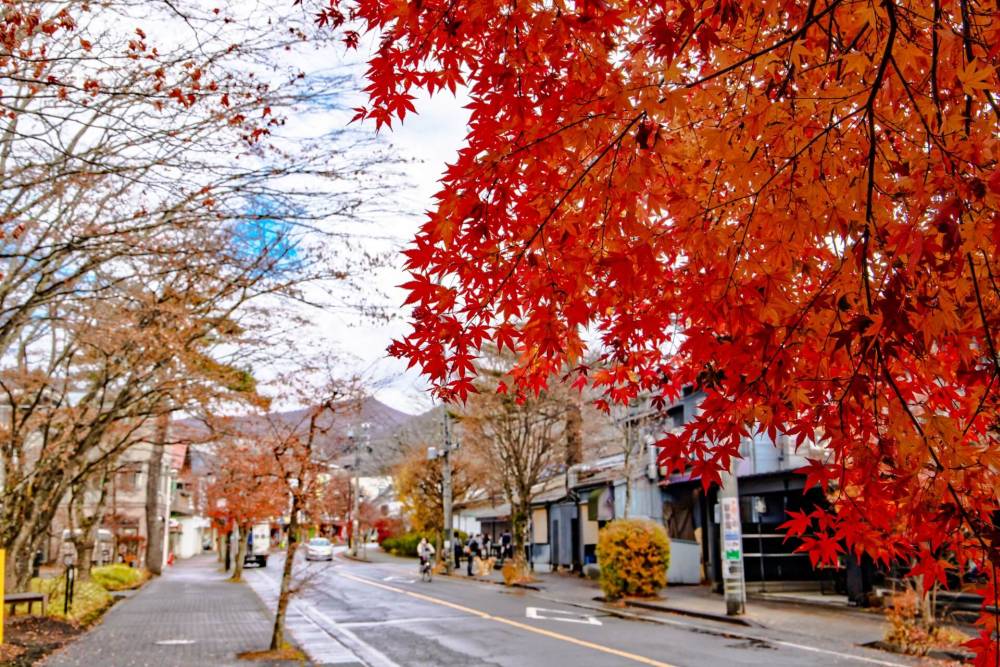 Cung Đường Romantic Mùa Thu Osaka - Kyoto - Nagoya - Núi Phú Sĩ - Tokyo