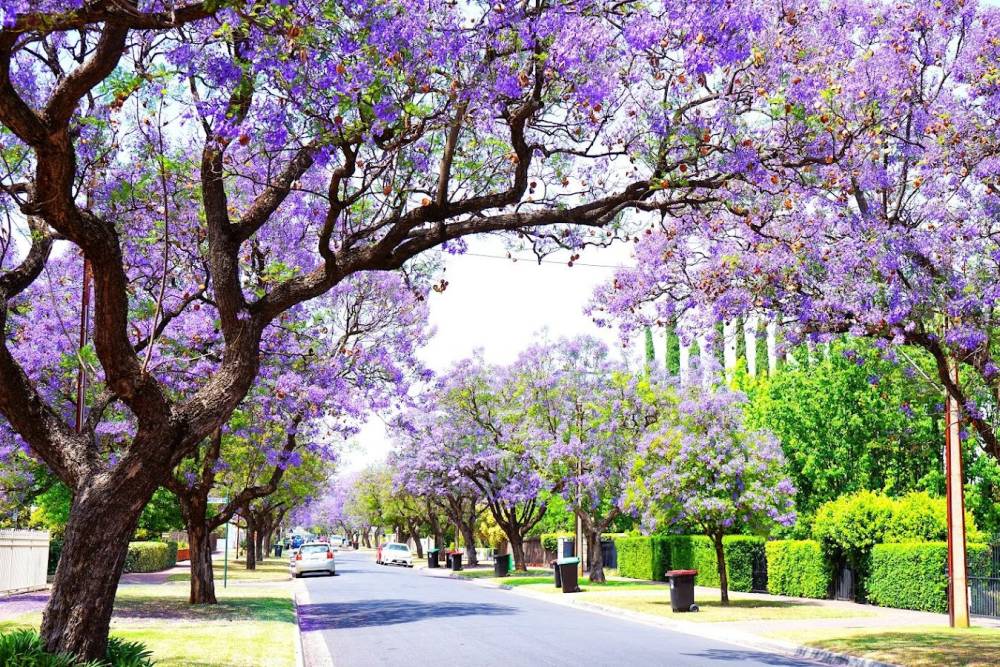 Tour Úc Cao Cấp: Sydney - Canberra - Melbourne 8 ngày