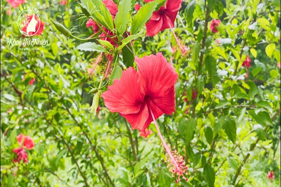 THĂM VƯỜN DÂM BỤT HOA ĐỎ QUANH NĂM