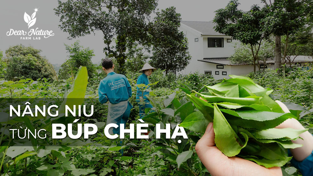 Từ Búp Chè Cổ 30 Năm Tuổi Đến 