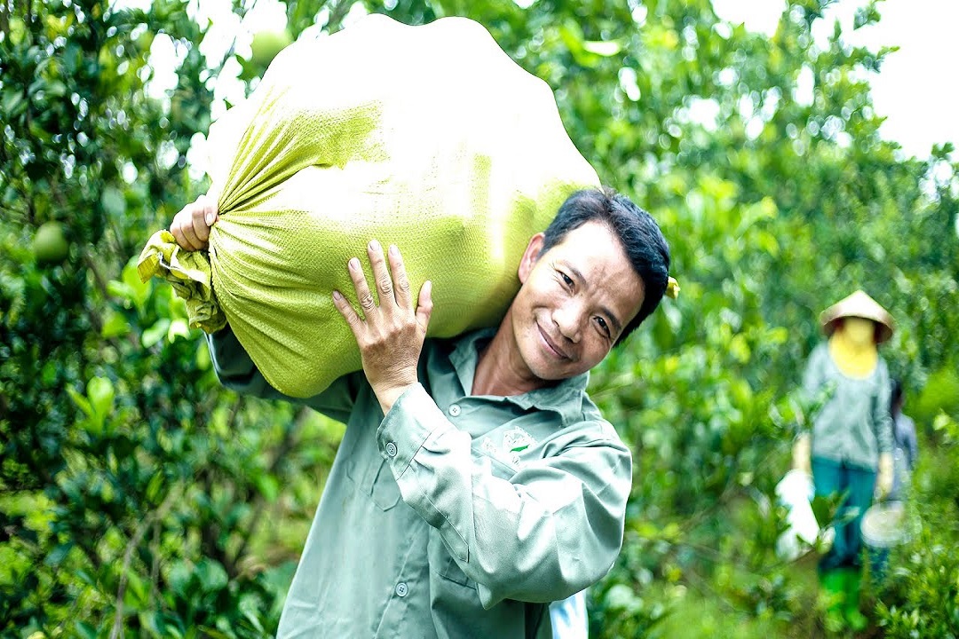 DƯỢC TRANG VIÊN NHỘN NHỊP KỲ TRẢY BƯỞI NON
