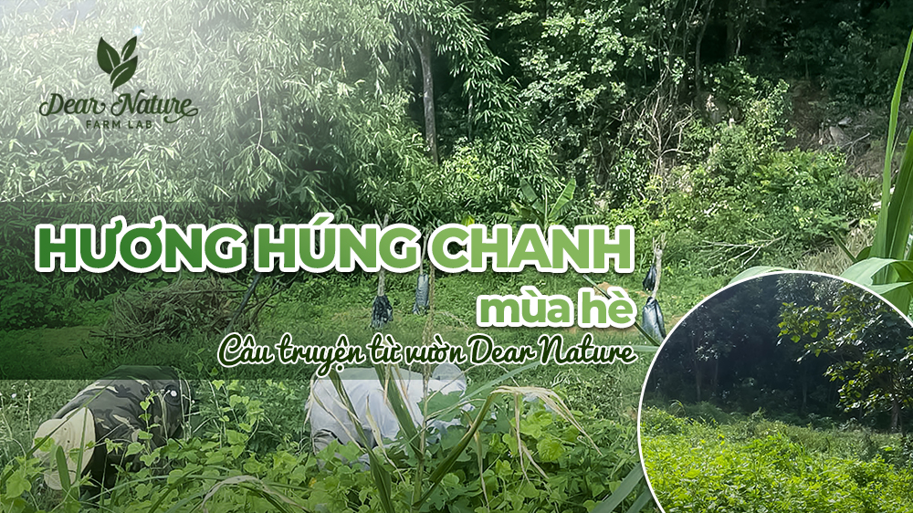 Húng Chanh Mùa Hạ: Nâng Niu Tinh Túy 
