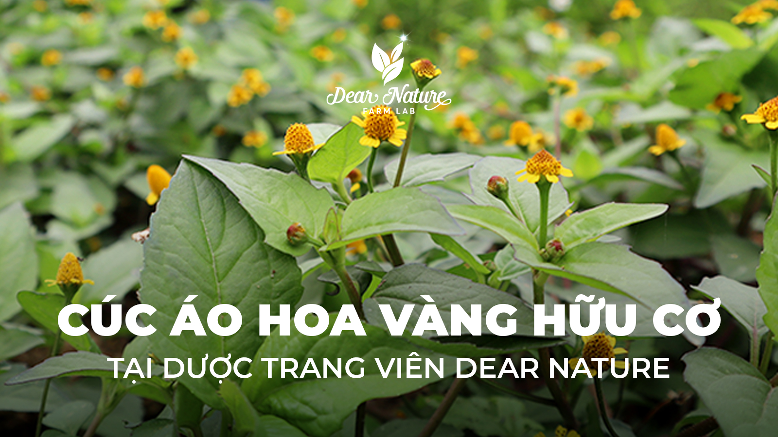 Cúc Áo Hoa Vàng Dear Nature: Bí Mật Từ Dược Trang Viên Cho Nụ Cười Khỏe Đẹp