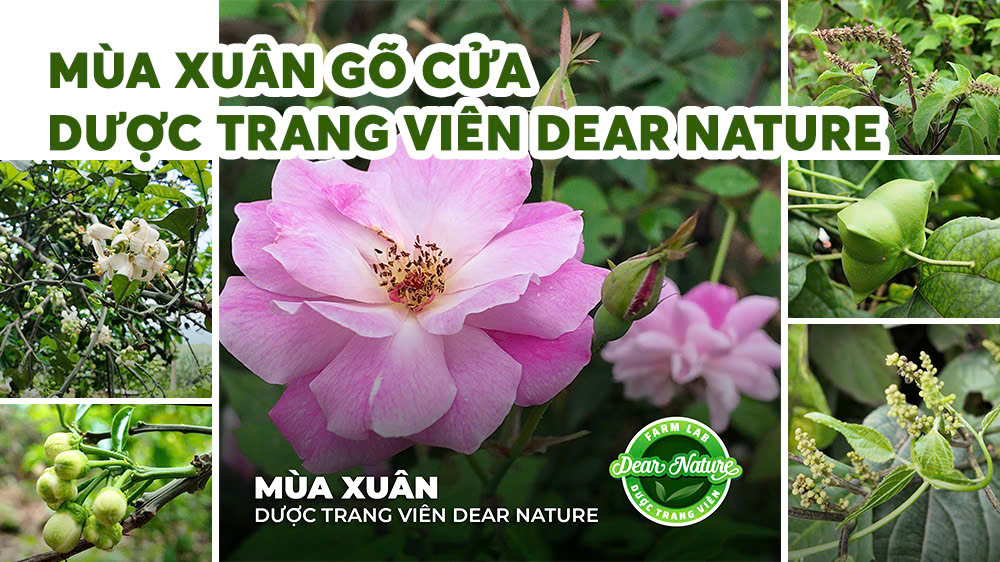 KHI THIÊN NHIÊN HÁT BẢN GIAO HƯỞNG TẠI DƯỢC TRANG VIÊN DEAR NATURE - MÙA XUÂN CŨNG BỪNG NỞ