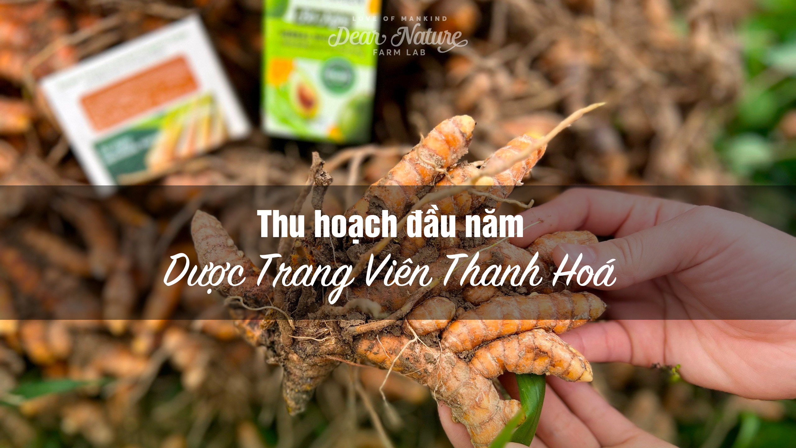 THU HOẠCH ĐẦU NĂM DƯỢC LIỆU TẠI DƯỢC TRANG VIÊN DEAR NATURE - KHỎE TỰ NHIÊN FARMLAB