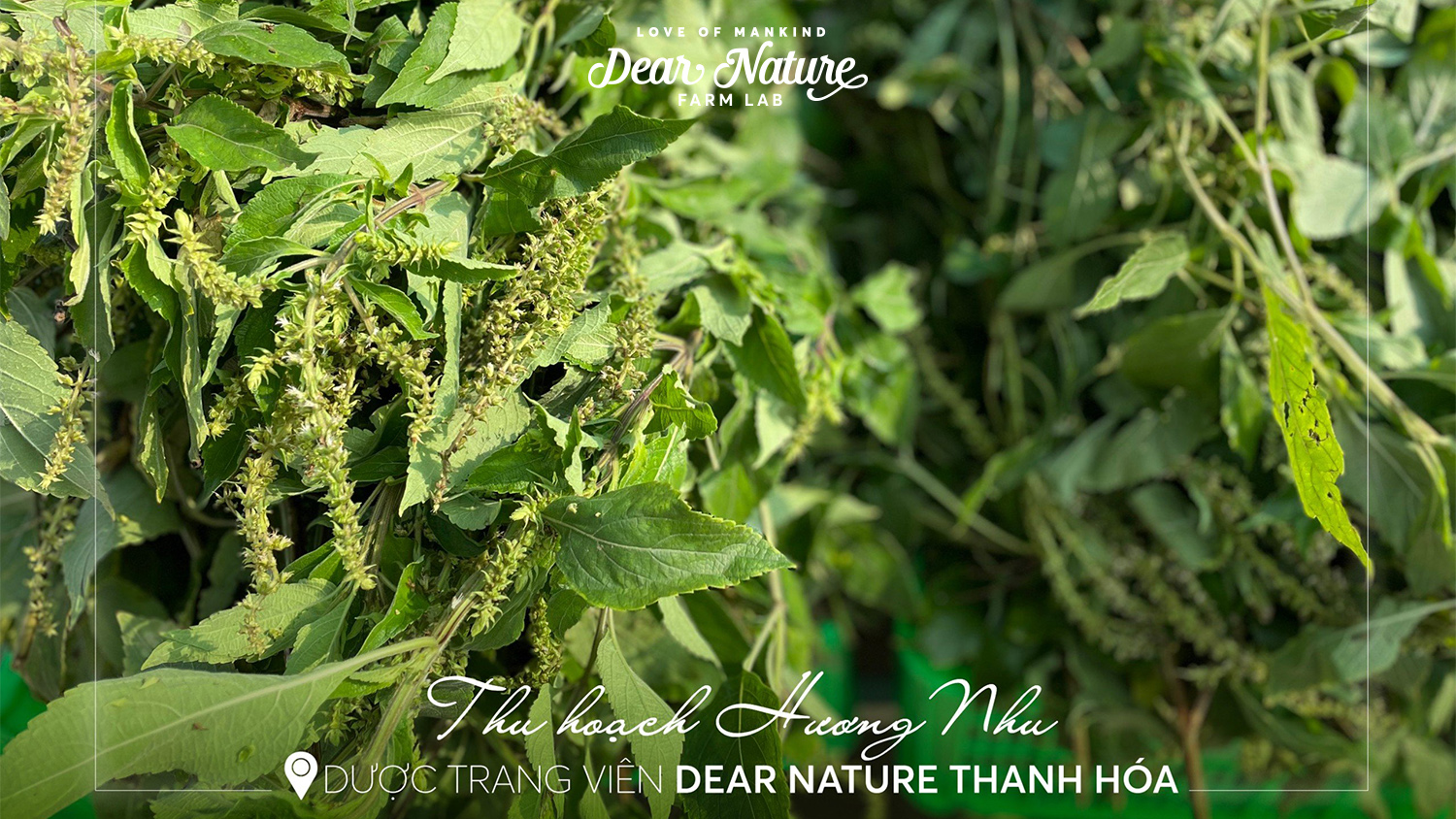 Mùa hè rực rỡ, mái tóc tỏa hương: Dear Nature đón chào nguyên liệu quý từ Thanh Hóa