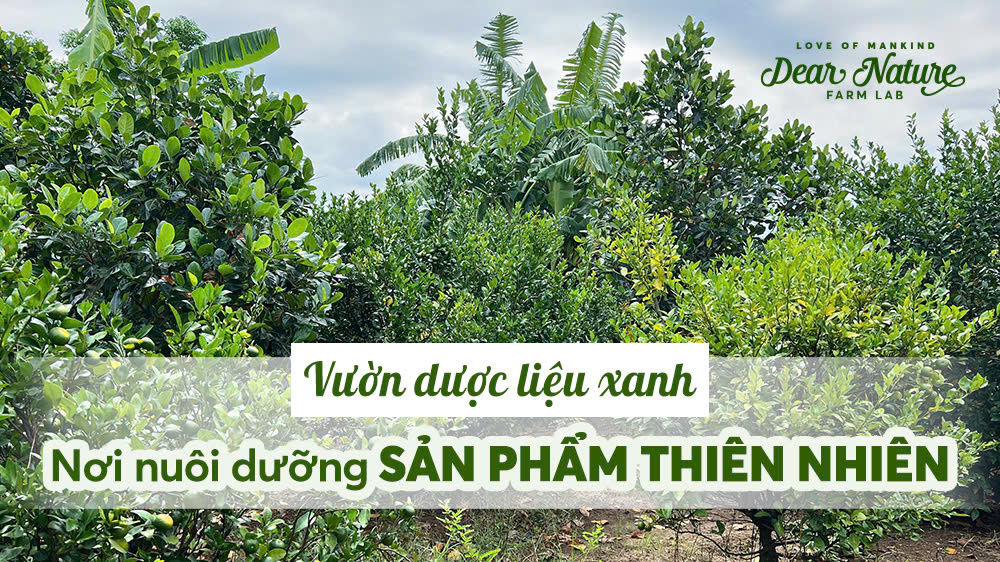 Từ Dược Trang Viên Đến Sản Phẩm: Hành Trình Của Thiên Nhiên Thuần Khiết