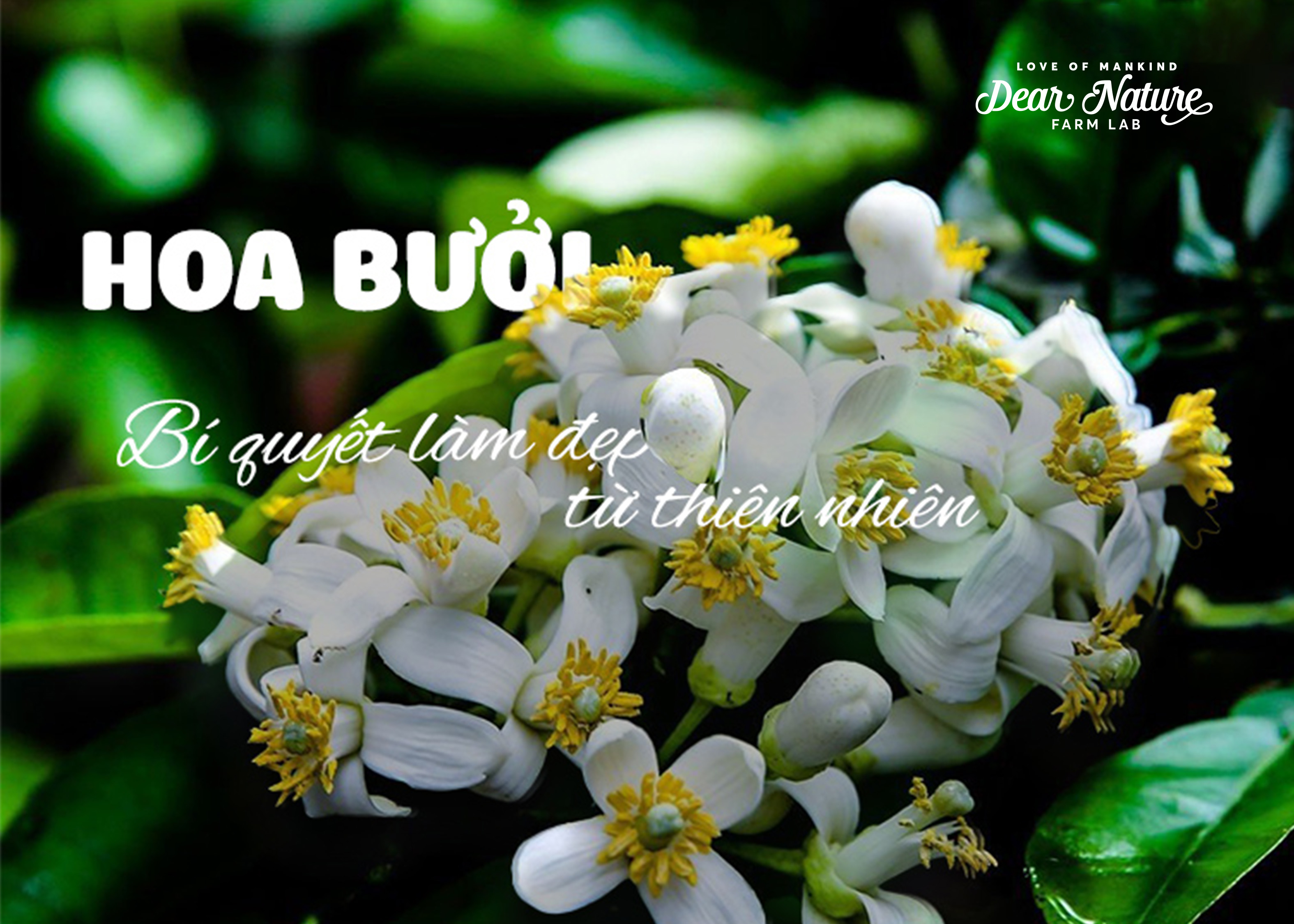 Hoa bưởi - Bí quyết làm đẹp từ thiên nhiên