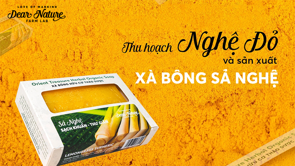 THU HOẠCH NGHỆ ĐỎ VÀ SẢN XUẤT XÀ BÔNG SẢ NGHỆ