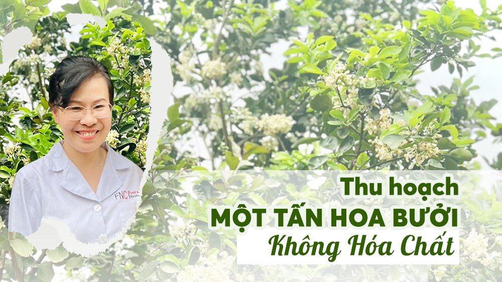 1 Tấn Hoa Bưởi Không Hóa Chất Của Dear Nature: Món Quà Thơm Nồng Từ Mẹ Thiên Nhiên