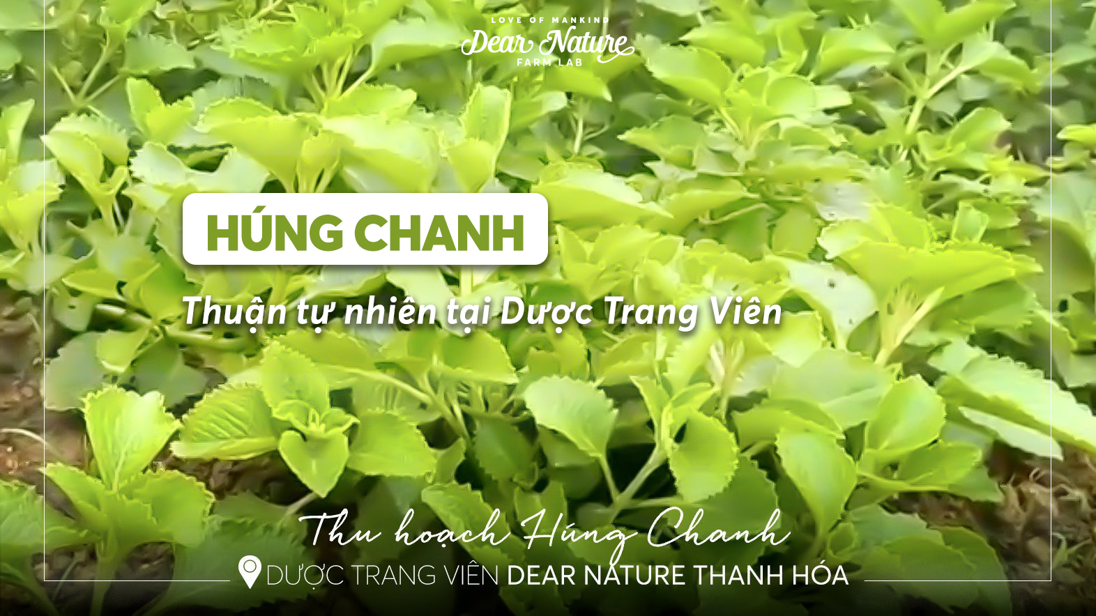 Húng Chanh Thuận Tự Nhiên - Bí Quyết Cho Sức Khỏe An Lành