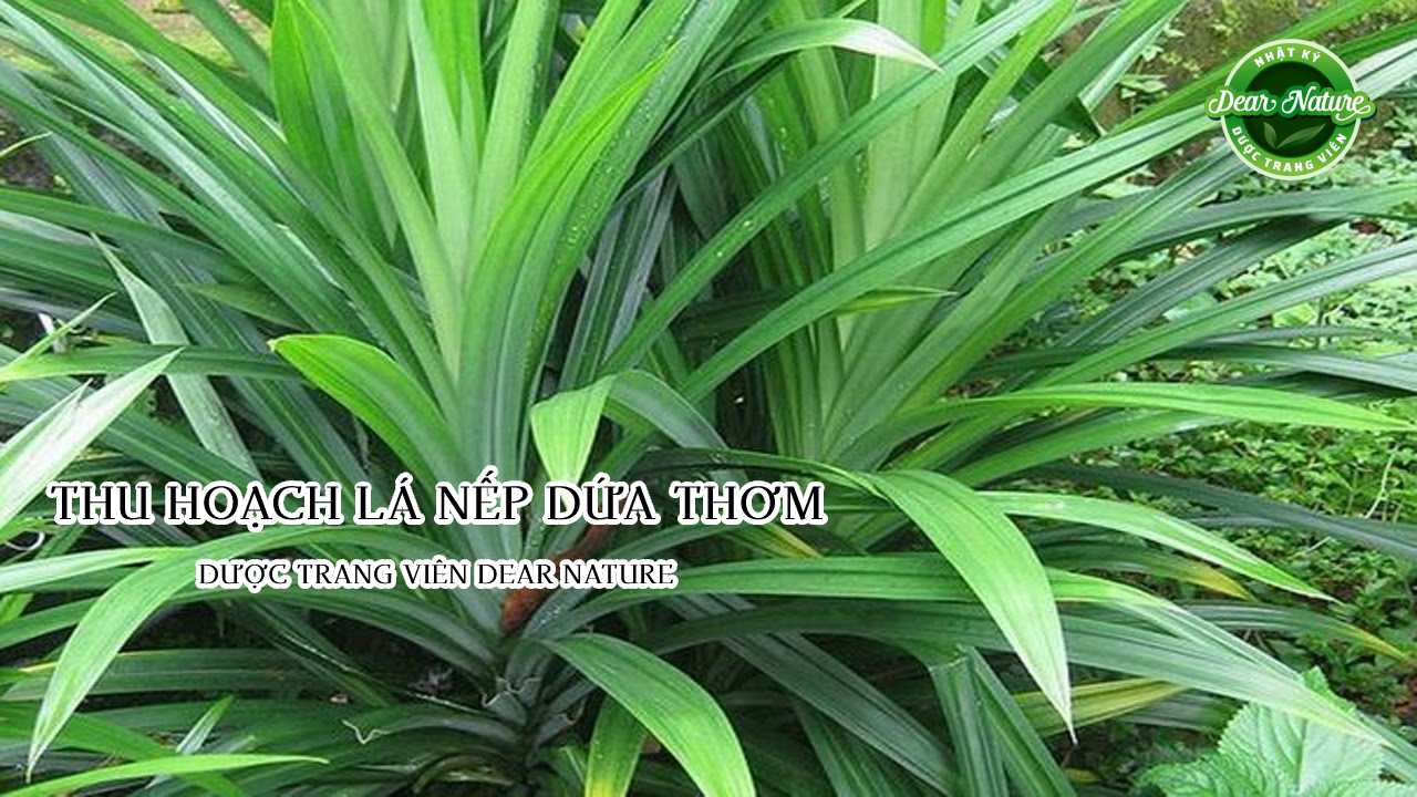 Thu hoạch lá nếp dứa thơm Dược trang viên Dear Nature