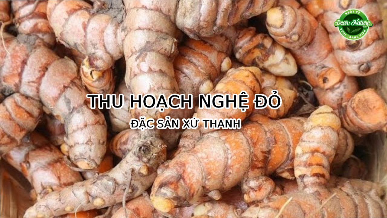 Thu hoạch nghệ đỏ thơm lừng đặc sản xứ Thanh làm nguyên liệu mỹ phẩm hữu cơ cho nhà máy Dear Nature