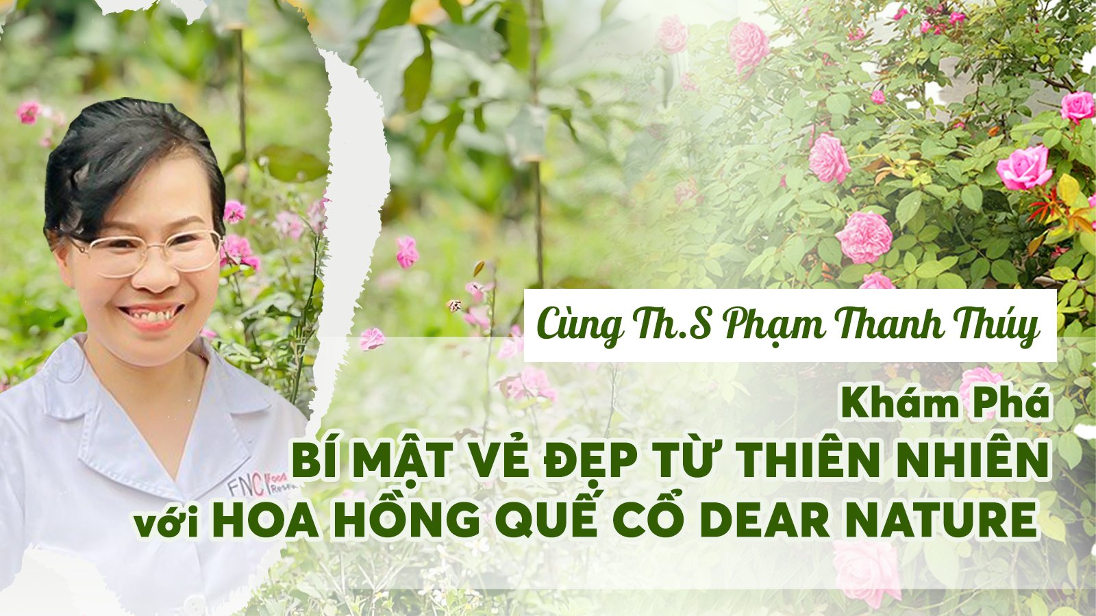 Hồng quế cổ -