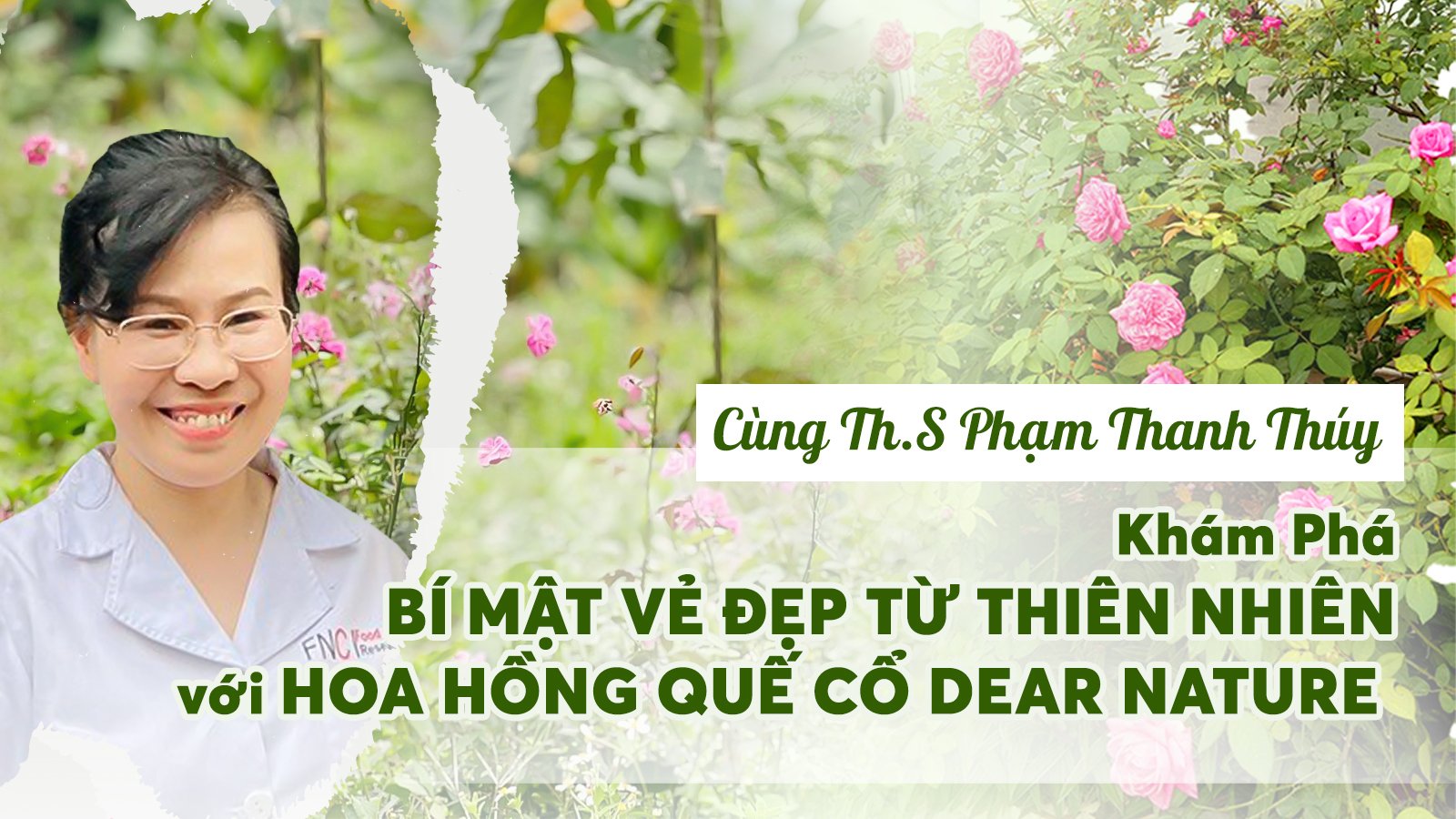 Hồng quế cổ - 