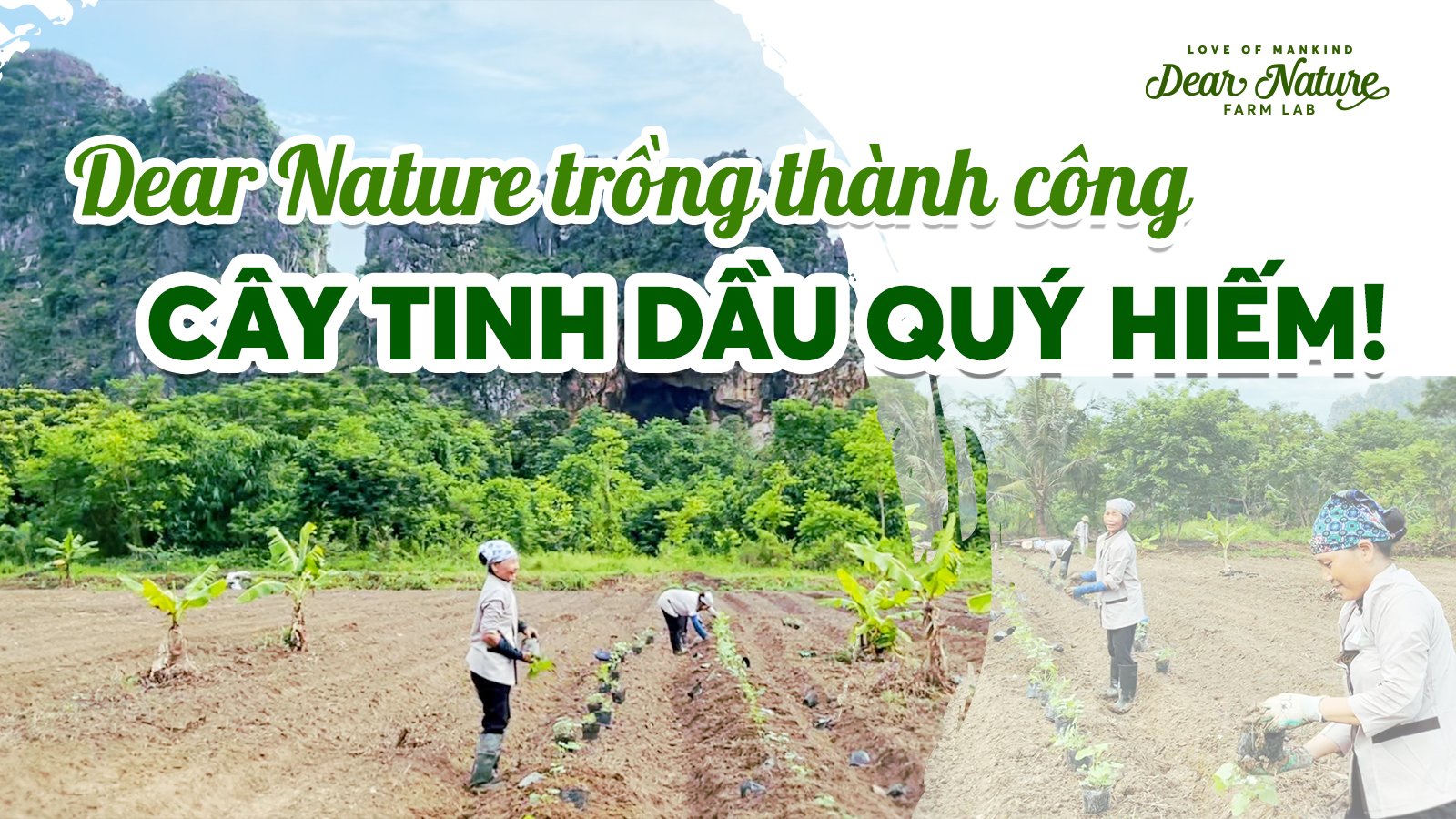 Dược Trang Viên Dear Nature Thực Hiện Thành Công Việc Trồng Cây Đàn Hương Quý Hiếm